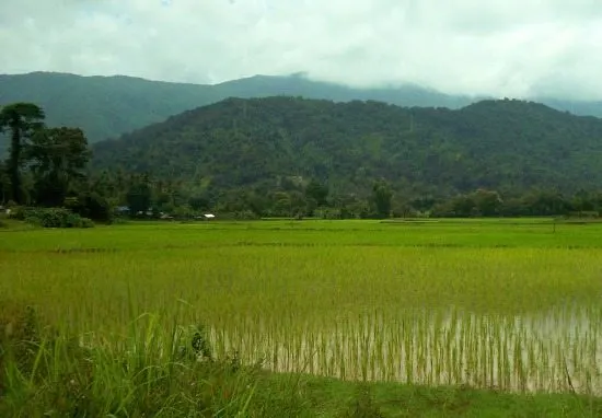 vang vieng rice fields 550