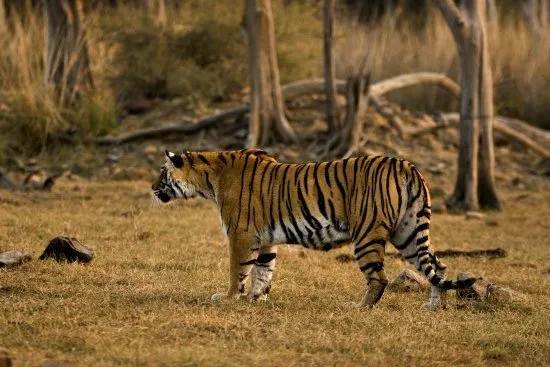 5 Unmissable Places inNorth India. Tiger Ranthambore India