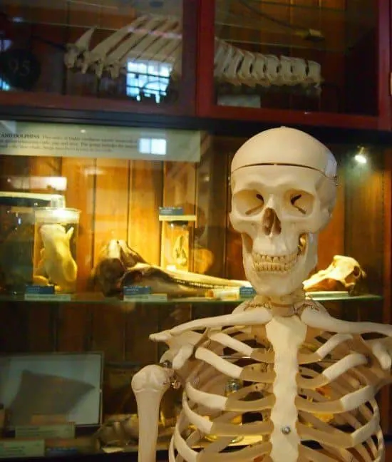 human skeleton at grant museum of zoology london