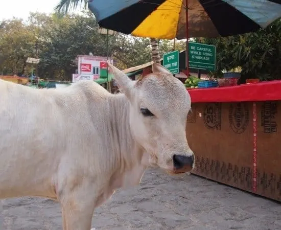cow elephanta island India