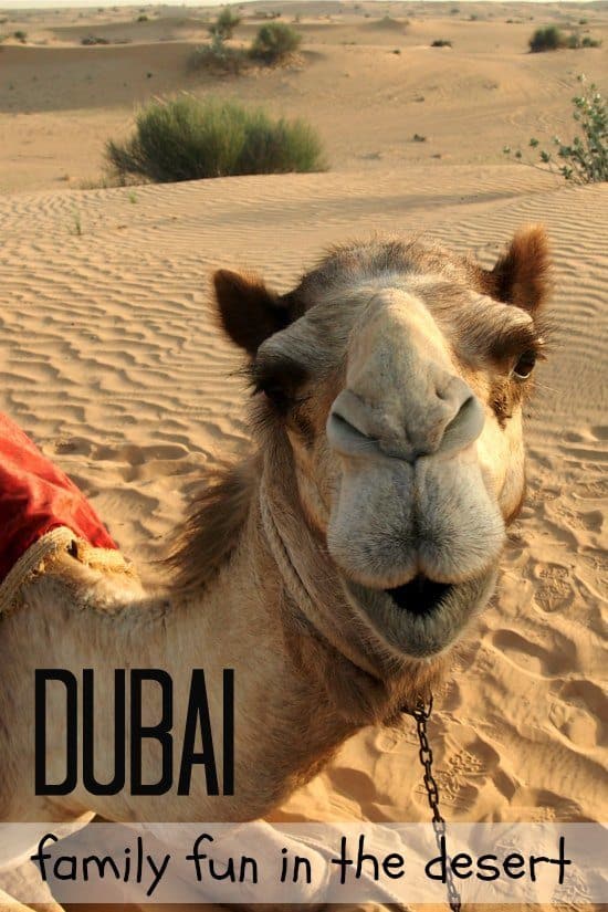 Dubai Desert Safari with Camel Riding for families.