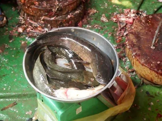 snake head fish at cambodian food market  