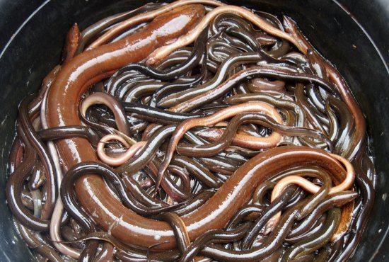 what do they eat in Cambodia eels at a cambodian food market battambang