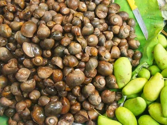 snails at a cambodian market battambang