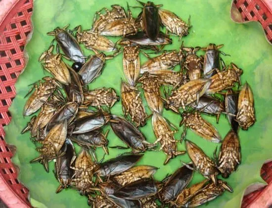 do they eat bugs in Cambodia yes cambodia food market