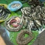snake cambodian food market battambang