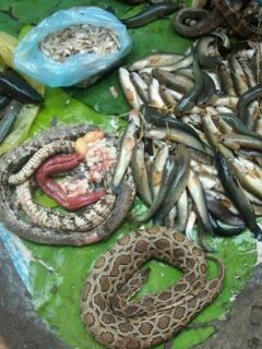 snake cambodian food market battambang