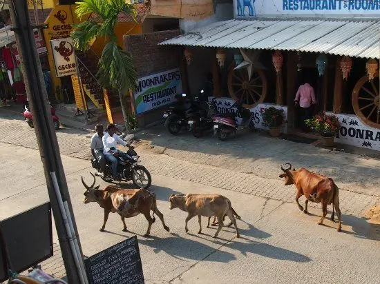 mammalapuram cows on street