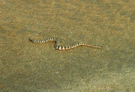 Sea snake Colva beach, south Goa