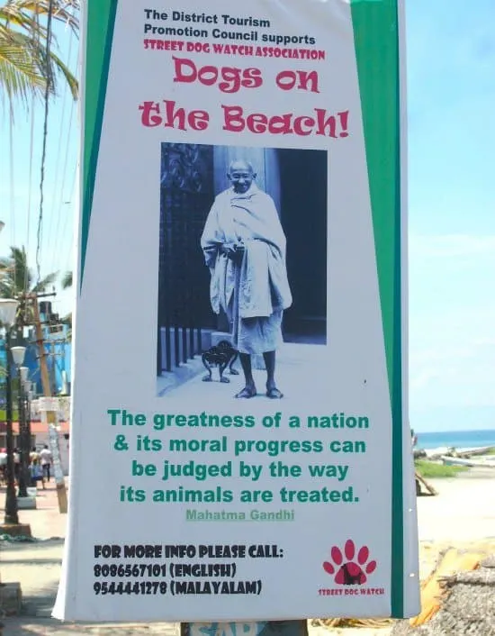  Kovalam beach. Dogs on the beach, Kerala, India.