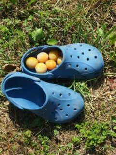 Plums in Crocs.Winning the lifestyle lottery world travel family travel blog