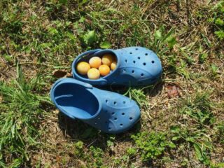 Plums in Crocs.Winning the lifestyle lottery world travel family travel blog