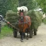 Romanian horse and cart. Maramures. Breb