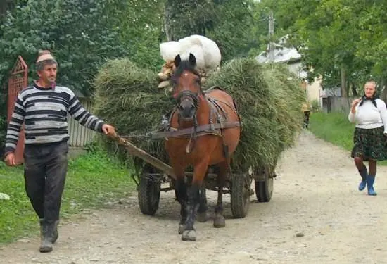  Romanian village life. A typical Romanian horse and cart, loaded with hay for the milking cows.