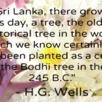 Sacred Bo or Bodhi Tree Sri Lanka Anuradhapura