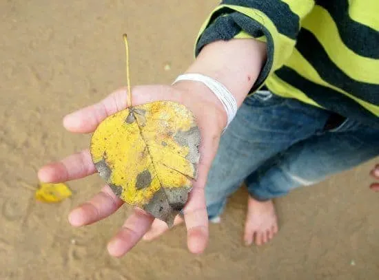 Leaf from the Sacred Bo Tree, Anuradhapura, Sri Lanka