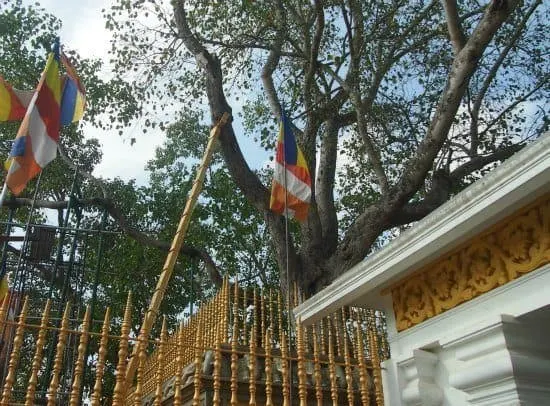 Visiting Anurahadapura, ancient cities of Sri Lanka. The sacred Bo Tree of Buddha.