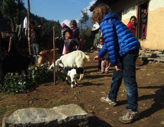 Nepal with kids, trekking with kids. Animals in the mountains