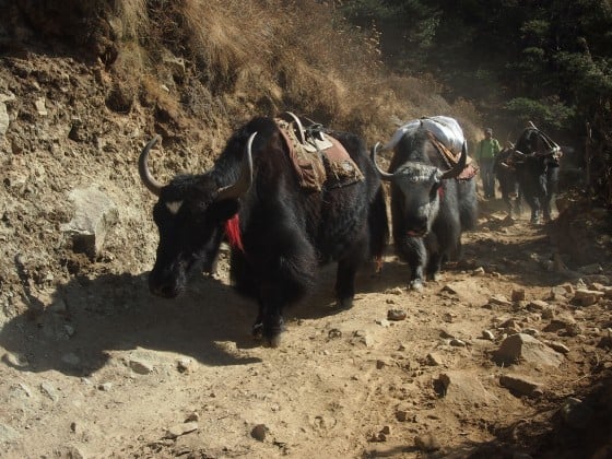 Nepal with kids, Kathmandu with kids. Yak Dangers