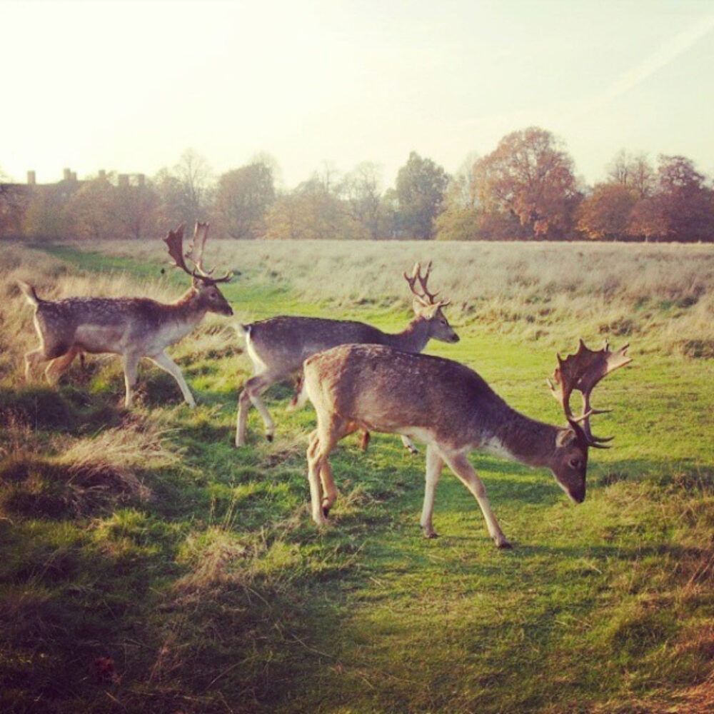 Richmond Park deer