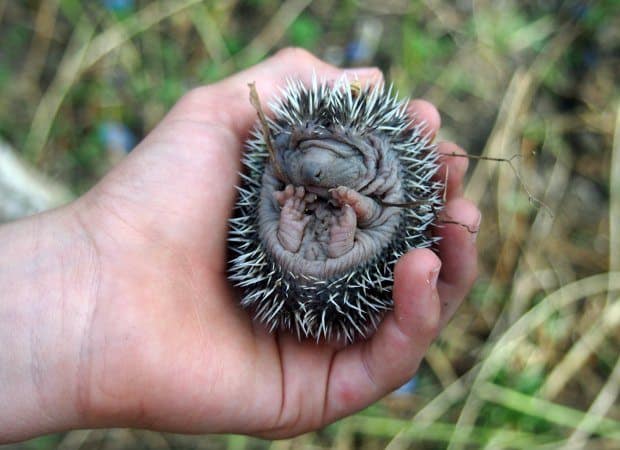 Wildlife in Romania Hedgehogs