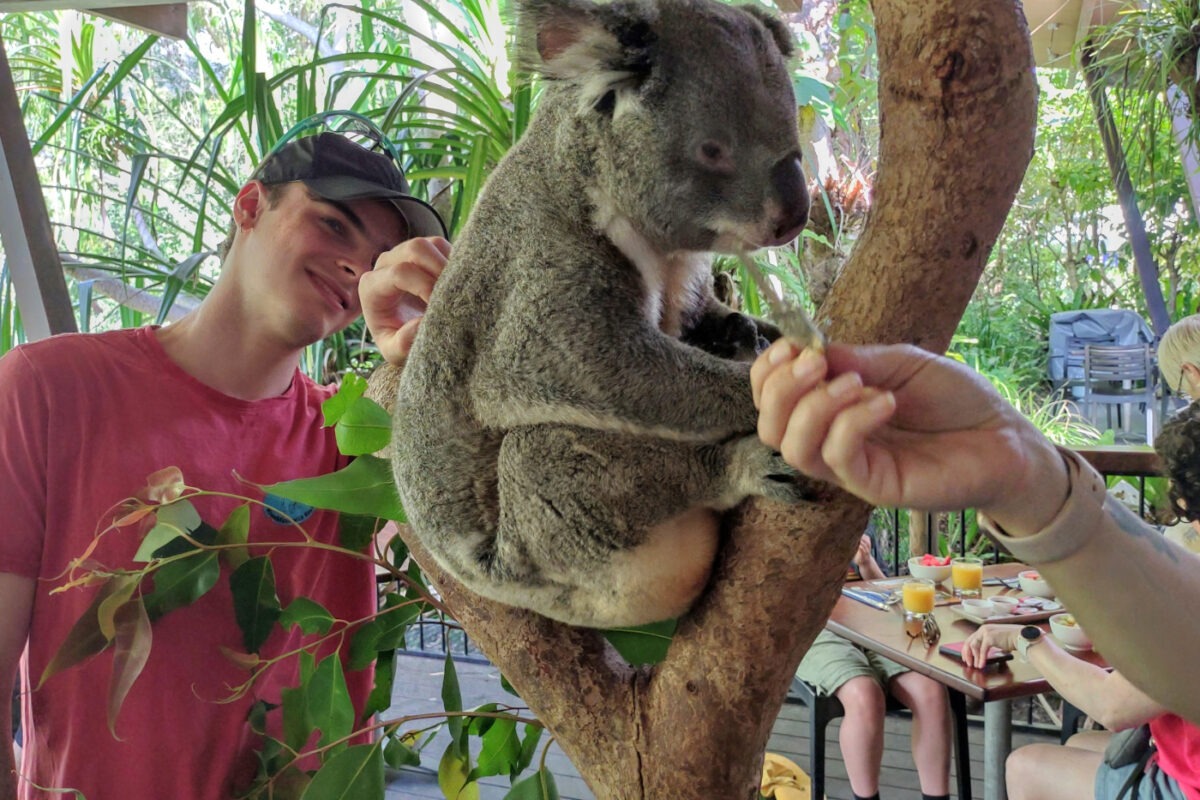 Australia travel blog wildlife koala
