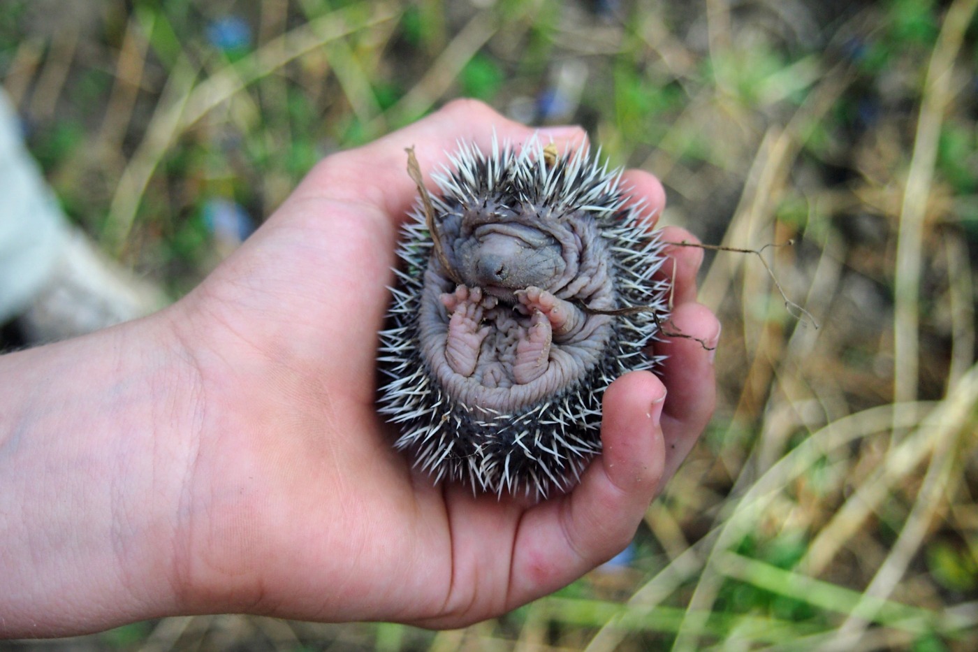 romania blog wildlife hedgehogs