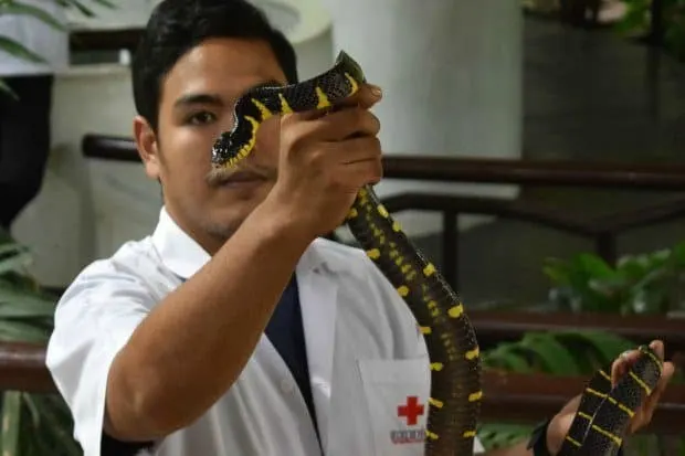 Snake Show Bangkok Hospital Snake Farm. Things to do in Bangkok