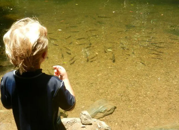 Feeding the fish Crystal cascades freshwater swimming near Cairns