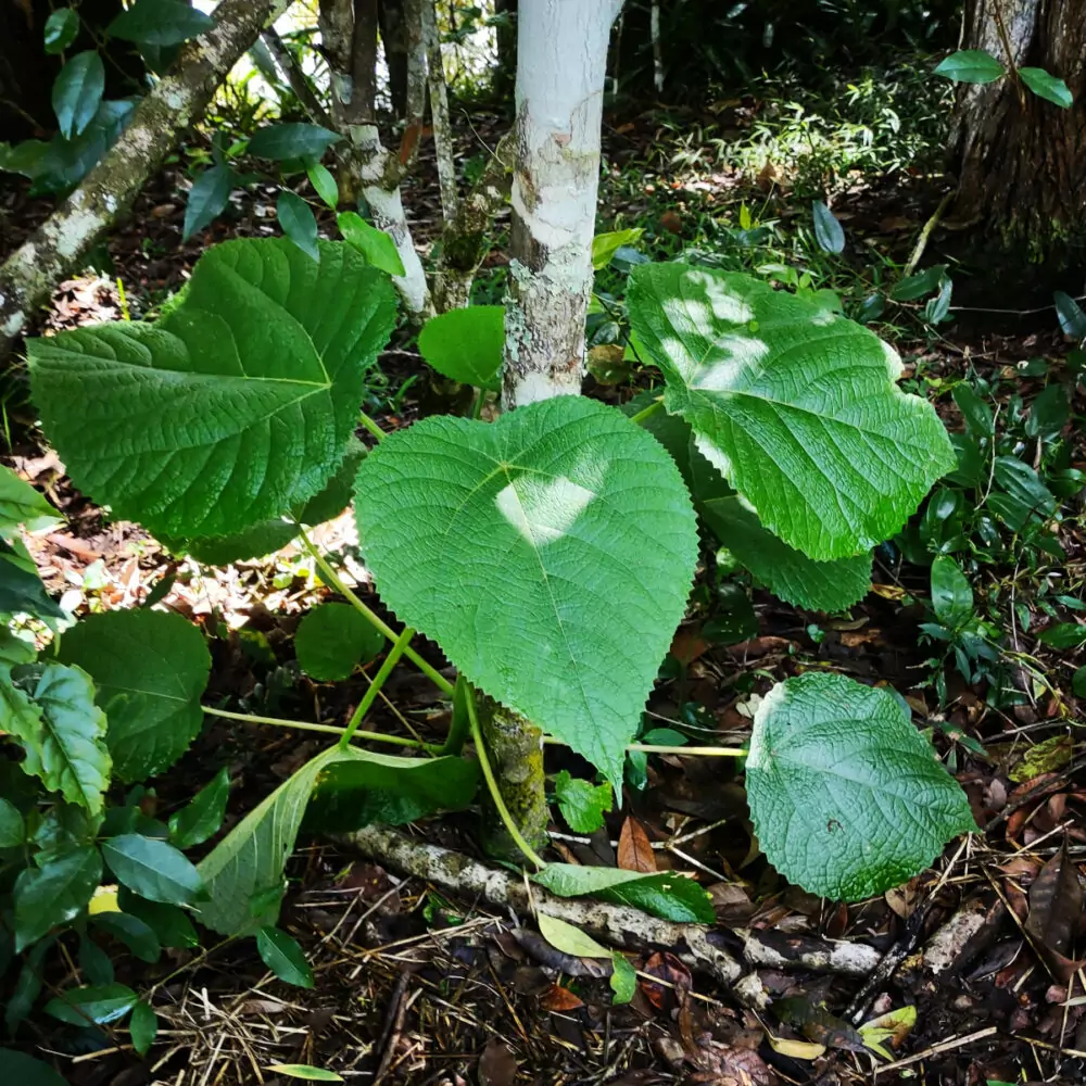 Gympie Gympie Stringing Tree or stinging plant. Possibly.