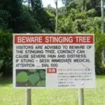The stinging tree and other dangers of Queensland
