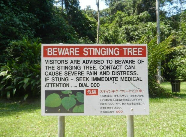 The stinging tree and other dangers of Queensland