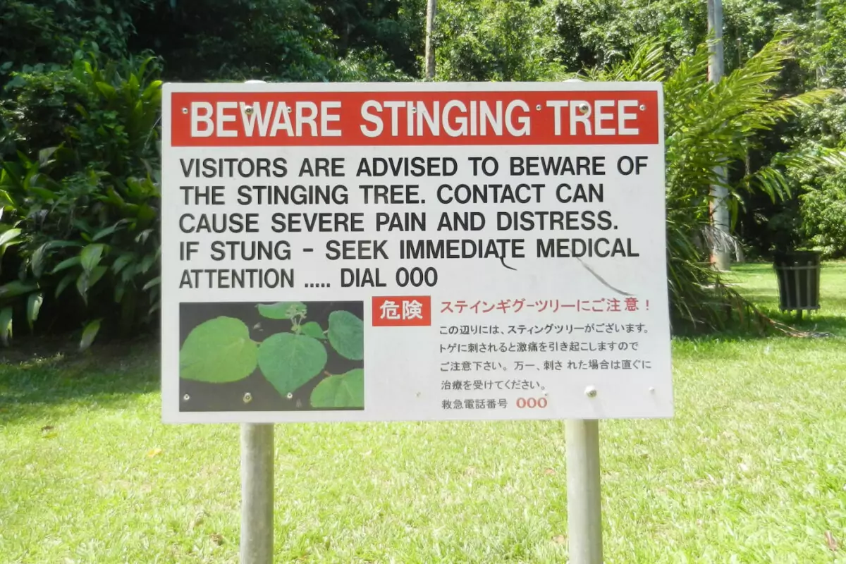 Stinging tree warning sign queensland cairns port douglas daintree