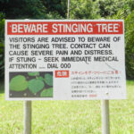 Stinging tree warning sign queensland cairns port douglas daintree