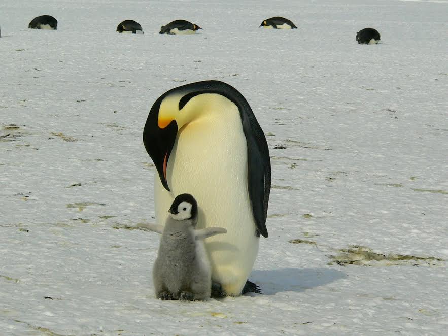 Antarctica with kids wildlife