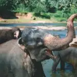 Elephants Pinnawalla Sri Lanka orphanage