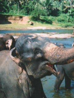 Elephants Pinnawalla Sri Lanka orphanage