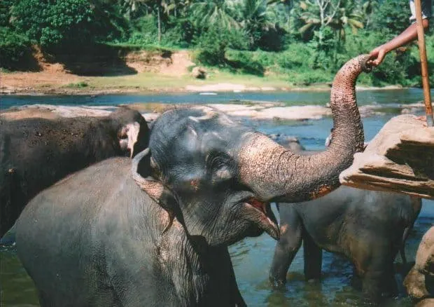 Elephants Pinnawalla Sri Lanka orphanage