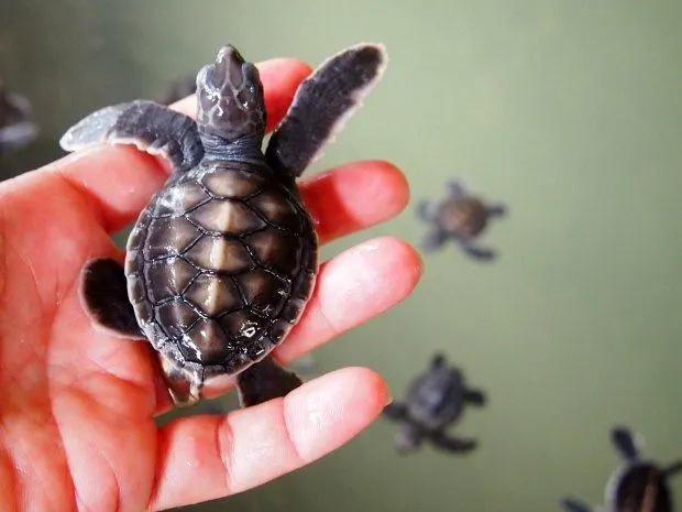 Highlights of Sri Lanka for families Kosgoda turtle hatchery