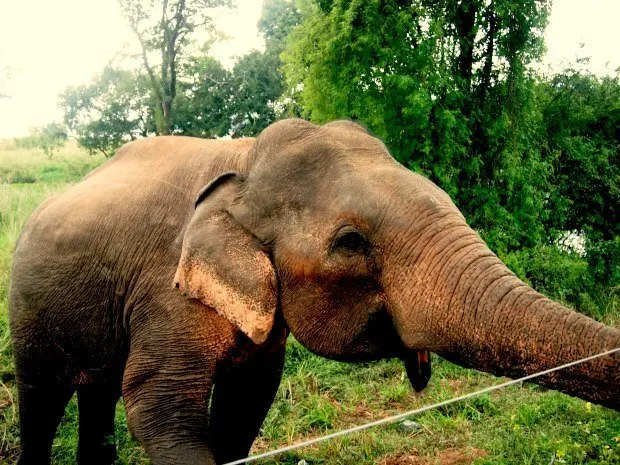 Wild Elephant Sri Lanka