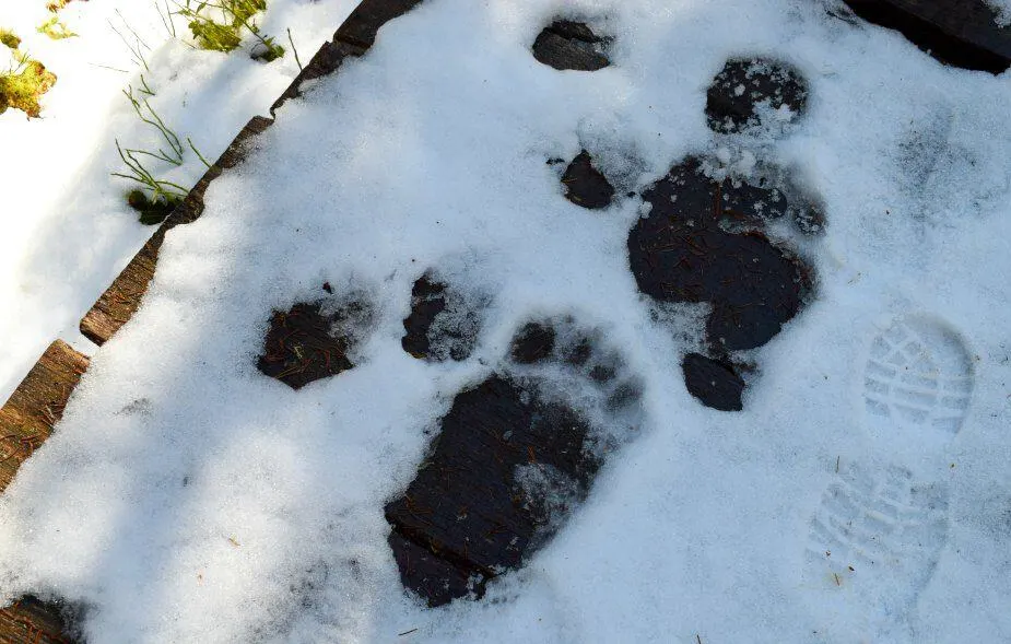 walking in Romania with bears