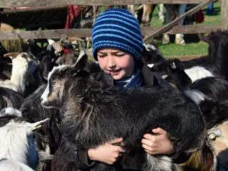 Goats child Maramures Sighetu Marmatiei Romania