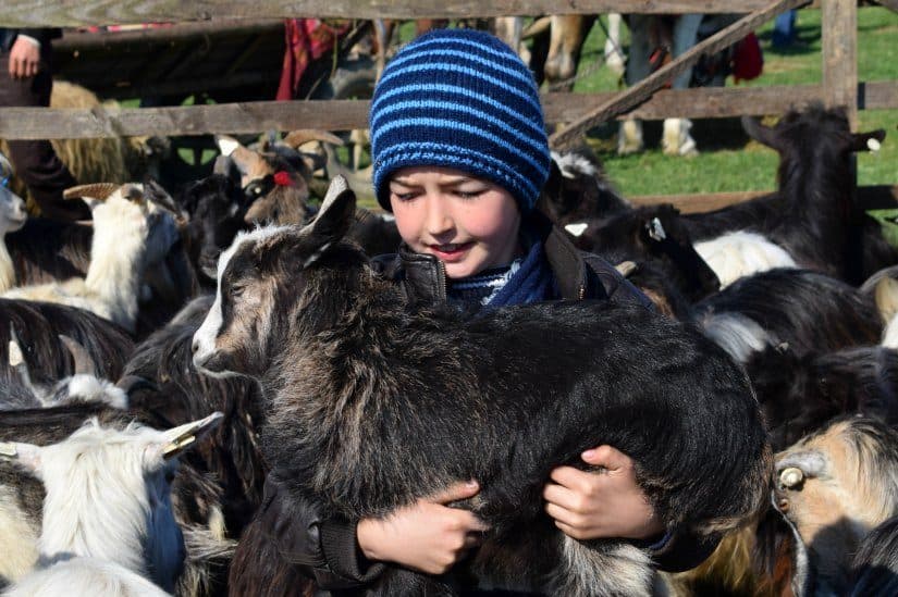 Goats child Maramures Sighetu Marmatiei Romania