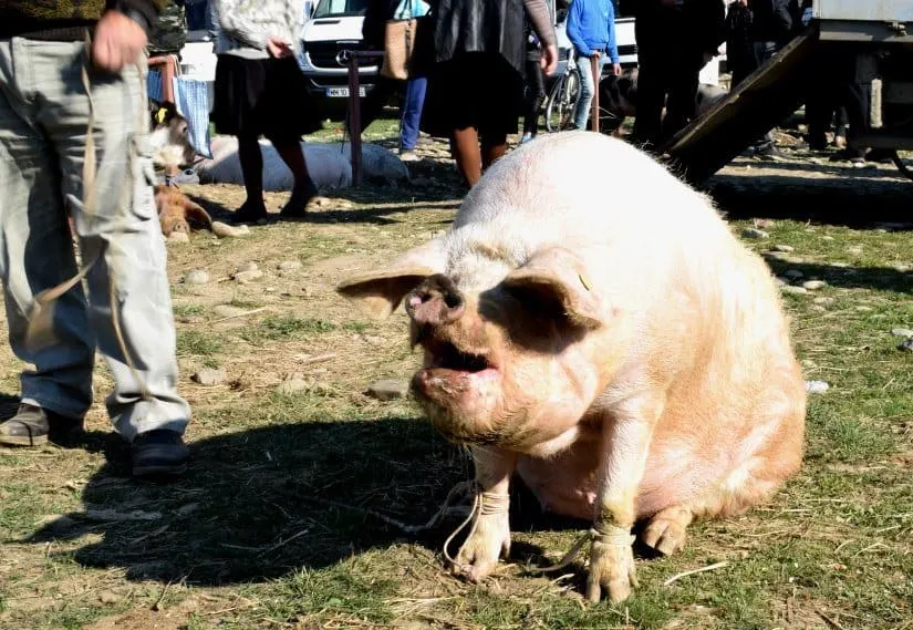 big pig farmer's market romania