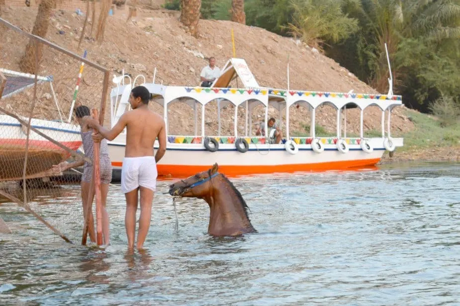 horse swimming in Nile Egypt