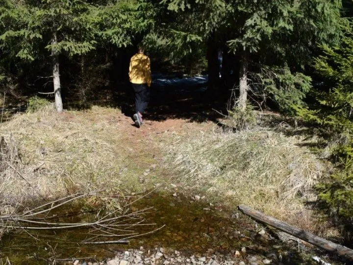 walking track bears near bistrita