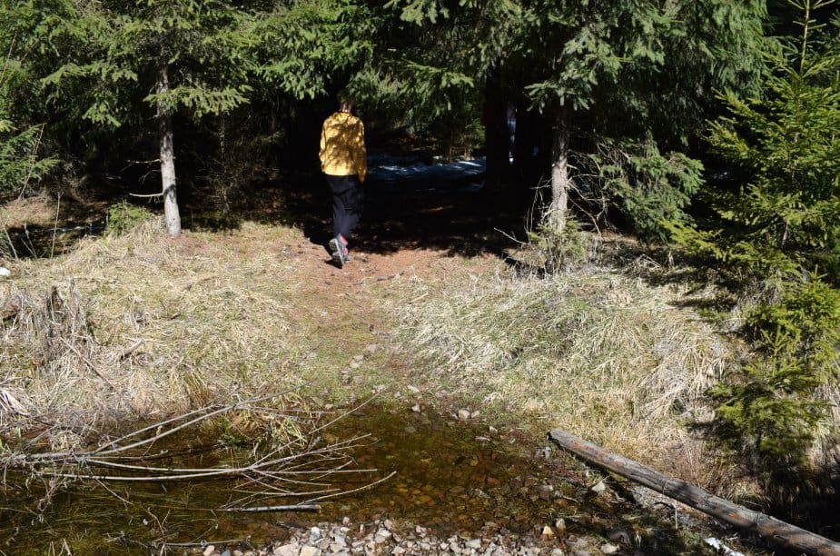 walking track bears near bistrita