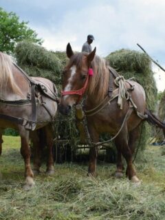Horses pulling hay carts in Romania