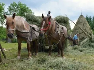 Horses pulling hay carts in Romania