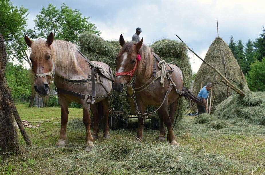 Horses pulling hay carts in Romania